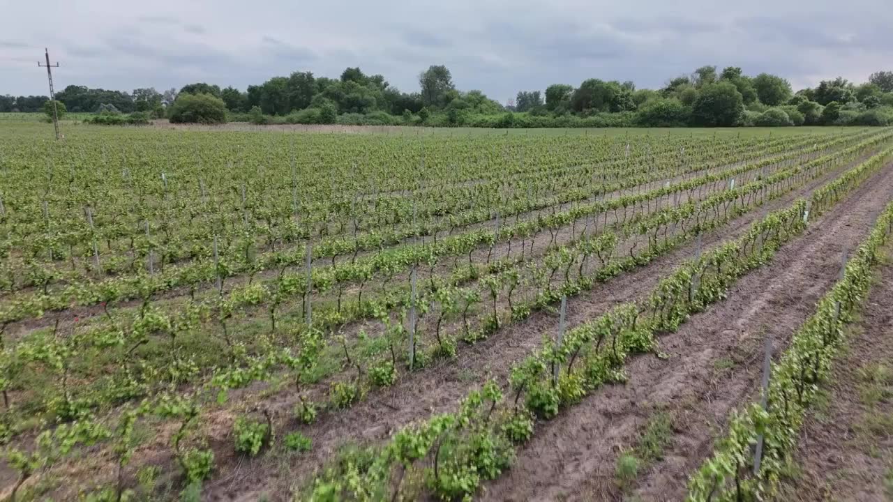 A tavaszi fagyok nem okoztak komoly kárt a szőlőültetvényeken